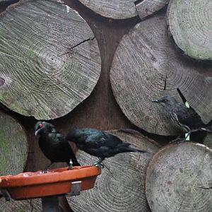Asian glossy starlings with young