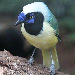 Green jay