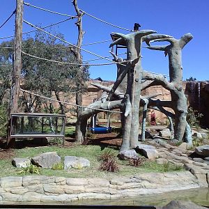 Siamang Exhibit