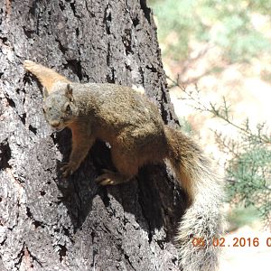 chiracuahua fox squirrel