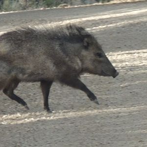 peccary