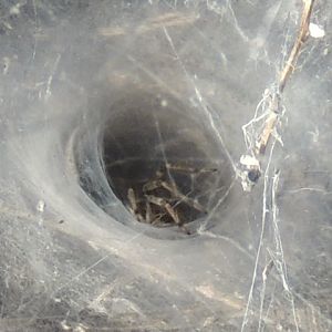 funnel web spider