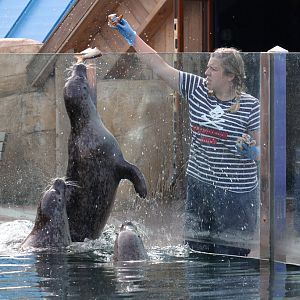 Harbour Seals at Rhyl SeaQuarium 27th August 2016