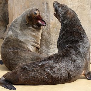 South African Fur Seals at Rhyl SeaQuarium 27th August 2016