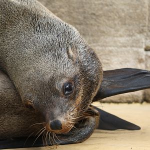 South African Fur Seal at Rhyl SeaQuarium 27th August 2016
