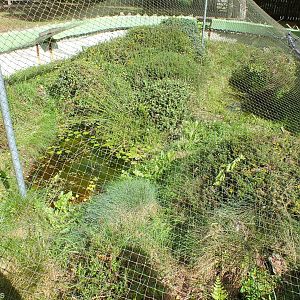 Large Mixed Enclosure for Natterjack Toad, Common Lizard, Common Frog and S