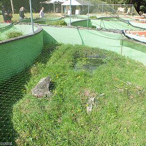 Edible Frog Enclosure