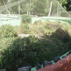 Sand Lizard Enclosure