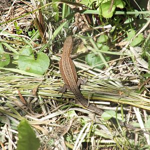 Common Lizard