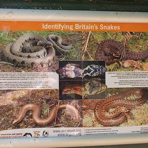 Snake Identification Poster