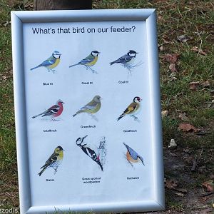 Wild Birds Sign