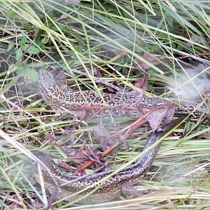 Sand Lizards