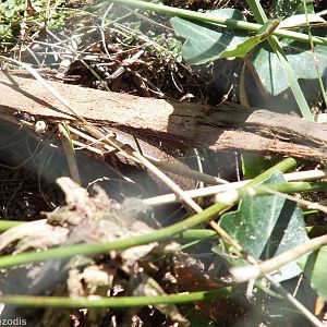 Slow Worm Hiding Under a Piece of Bark