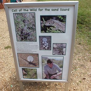 Sand Lizard Reintroduction Sign