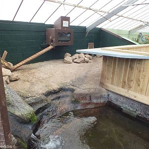 Asian Short-clawed Otter Enclosure