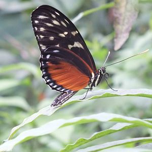 Heliconius hecale