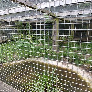 Water Vole Enclosure