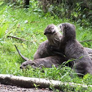 Asian Short-clawed Otters Fighting