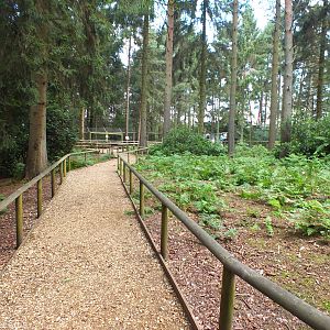 View in Woodland Area