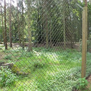 Grey Wolf Enclosure