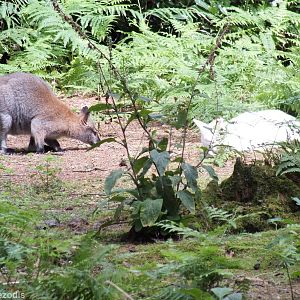 Normal and Albino Red-necked Wallabies