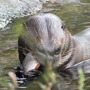 Giant Otter Eating