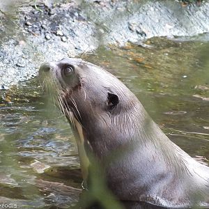 Giant Otter Waiting for Food