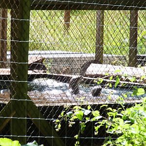 Semi-off Show Smooth-coated Otter Pair