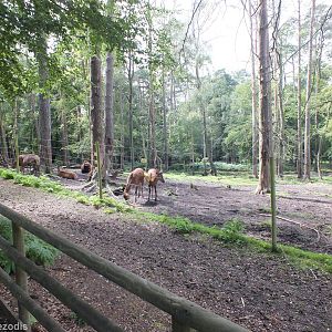 Red Deer and European Bison Enclosure