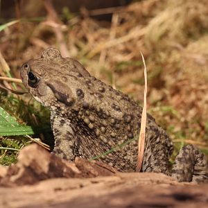 Common Toad at Skansen 30th August 2016