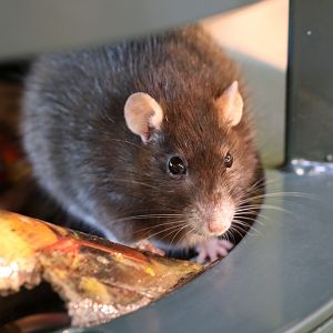 Brown Rat at Skansen 30th August 2016
