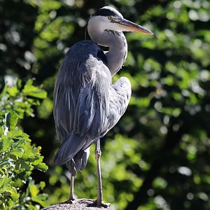Grey Heron (wild) at Skansen 30th August 2016