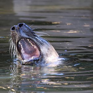 Grey Seal at Skansen 30th August 2016