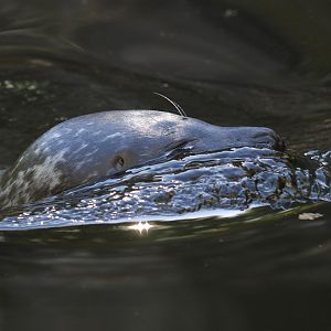 Common Seal at Skansen 30th August 2016