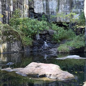Common Seal enclosure at Skansen 30th August 2016