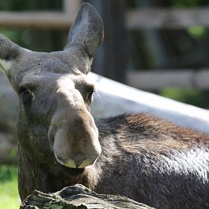 Elk at Skansen 30th August 2016