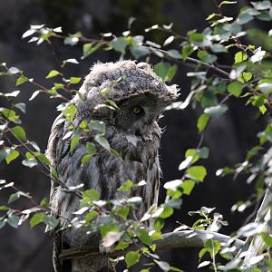 Great Grey Owl at Skansen 30th August 2016