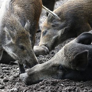 Wild Boar at Skansen 30th August 2016