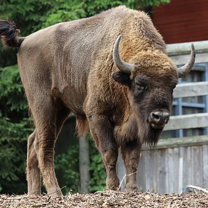 European Bison at Skansen 30th August 2016