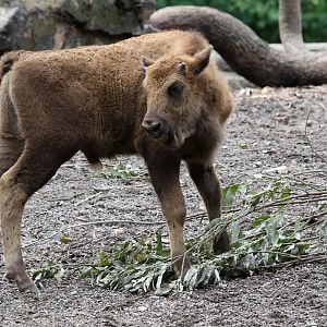 European Bison calf at Skansen 30th August 2016
