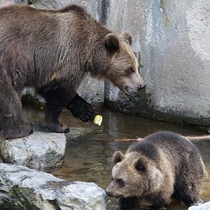 Scandinavian Brown Bear with cub at Skansen 30th August 2016