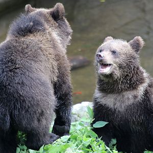 Scandinavian Brown Bear cubs at Skansen 30th August 2016