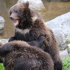 Scandinavian Brown Bear cubs at Skansen 30th August 2016