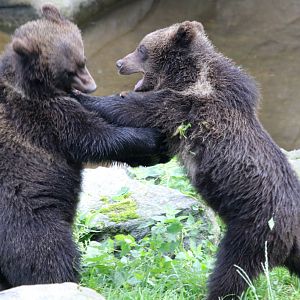Scandinavian Brown Bear cubs at Skansen 30th August 2016