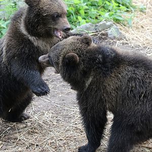 Scandinavian Brown Bear cubs at Skansen 30th August 2016