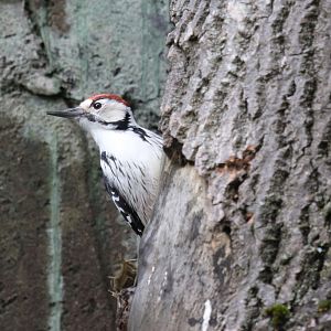 White-backed woodpecker at Skansen 30th August 2016