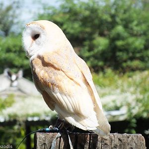 Barn Owl in Flight Show