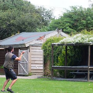 Common Kestrel in Flight Show