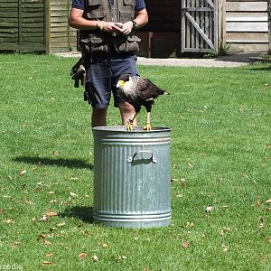 Crested Caracara in Flight Show