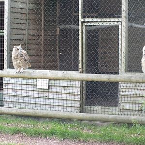 Siberian Eagle Owl Pair in Flight Show
